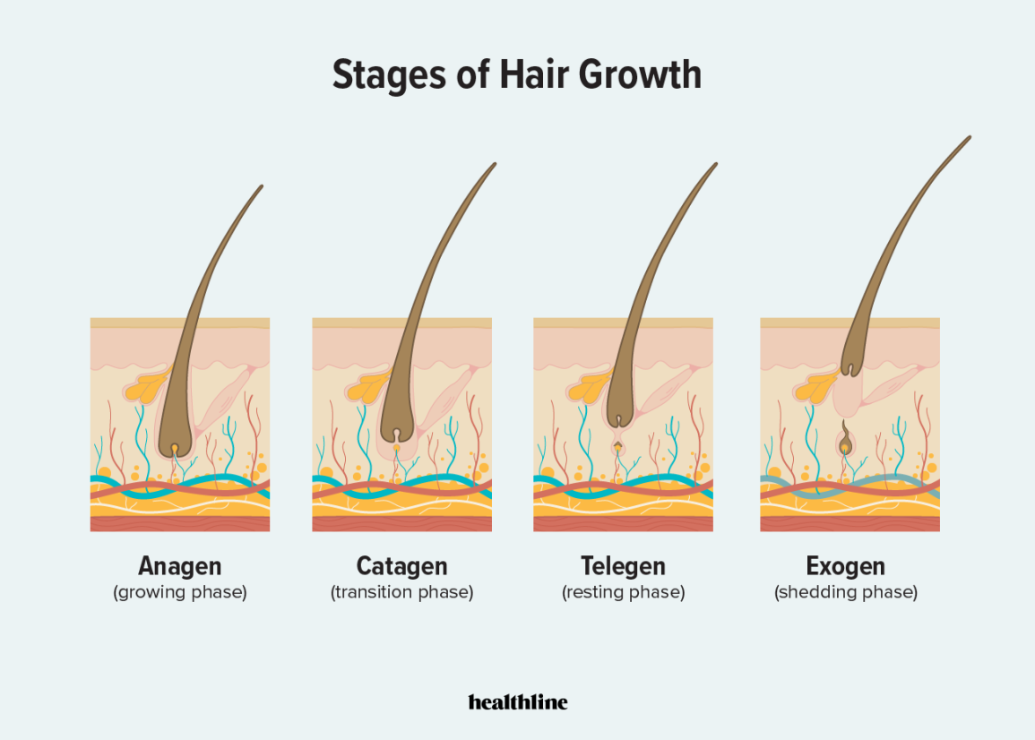 hair follicle stages